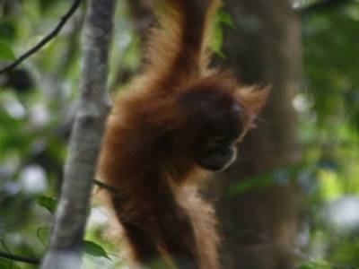 Bukit lawang