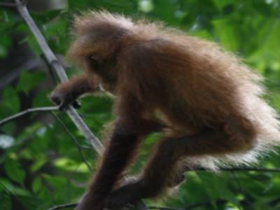 Bukit lawang