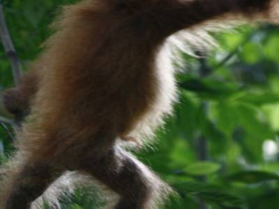 Bukit lawang