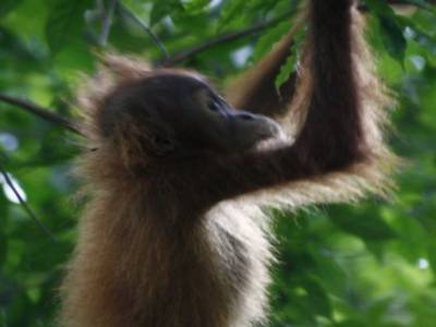 Bukit lawang