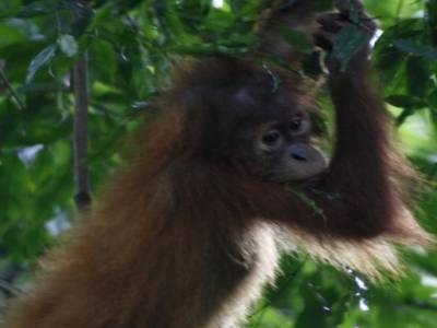 Bukit lawang