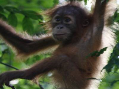 Bukit lawang