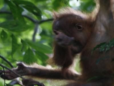 Bukit lawang