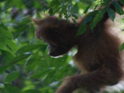 Bukit lawang
