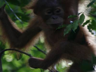 Bukit lawang