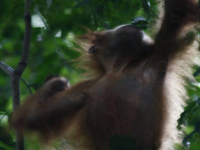 Bukit lawang