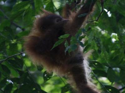 Bukit lawang