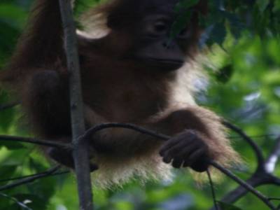 Bukit lawang