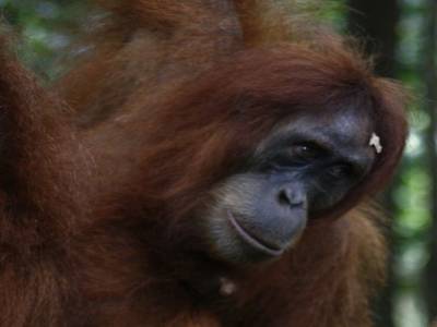 Bukit lawang