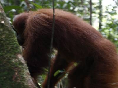 Bukit lawang