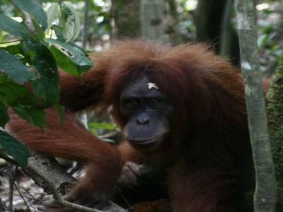Bukit lawang