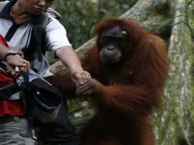 Bukit lawang