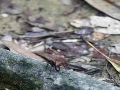 Bukit lawang   grosse fourmie