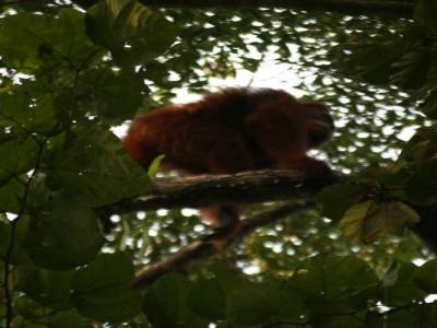 Bukit lawang