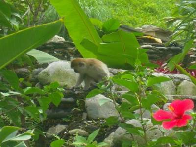 Bukit lawang