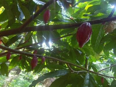 Bukit lawang