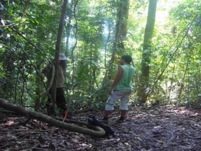 Bukit lawang
