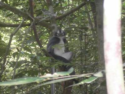 Bukit lawang