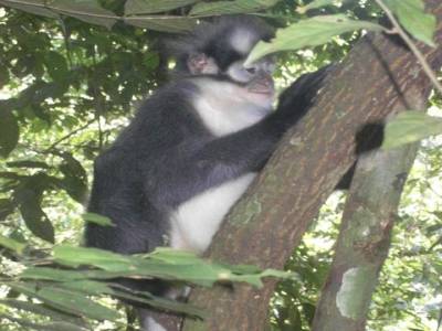 Bukit lawang