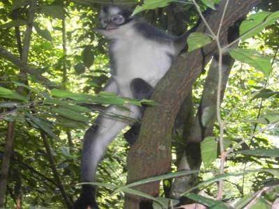 Bukit lawang