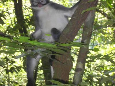 Bukit lawang
