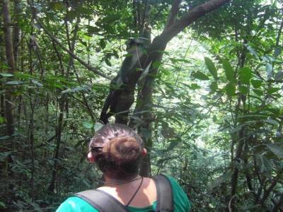 Bukit lawang