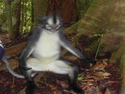 Bukit lawang