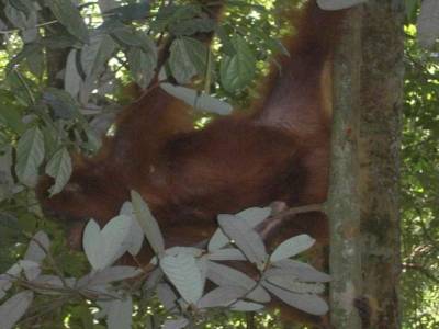 Bukit lawang