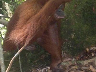 Bukit lawang