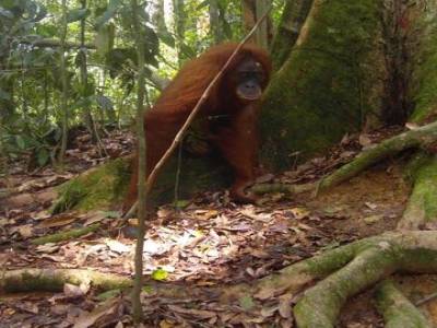 Bukit lawang