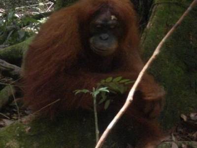 Bukit lawang