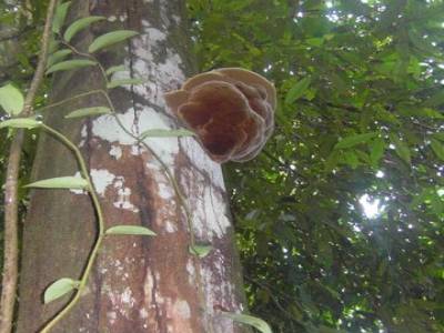 Bukit lawang