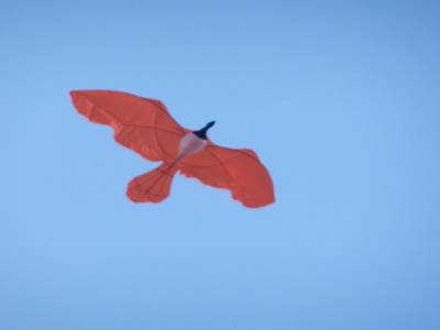 Oiseau dans le ciel