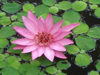 Lotus rose en fleur