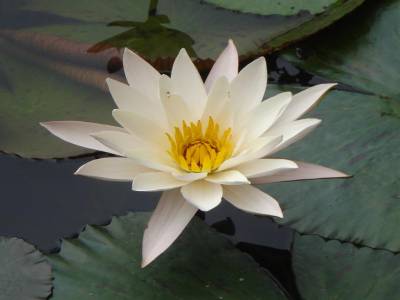 Lotus blanc en fleur
