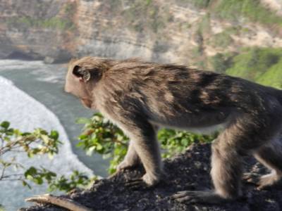 Singe au temple d'Uluwatu