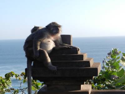 Un singe qui admire la vue du temple d'Uluwatu
