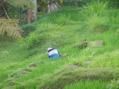 Rizière au nord d'Ubud