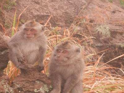 Heureusement que les singes ont fait leur show