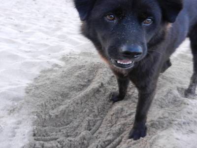 Un chien à Sanur