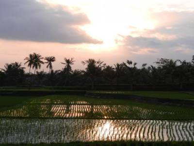 Coucher de soleil sur une rizière à Ubud