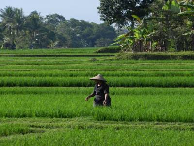 Paysan d'ubud