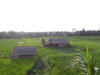 Rizières d'Ubud