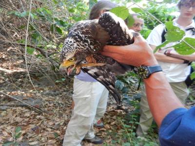 Un aigle du parc national qui vient de se casser une aile