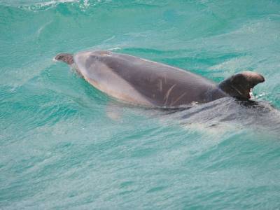 Flipper le dauphin - Bay of Islands