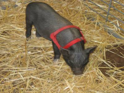 un cochonet