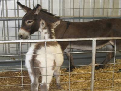 Cleveland State Fair