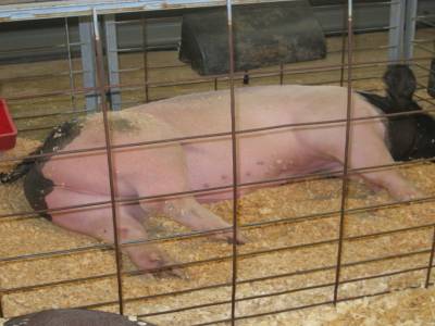 un gros cochon