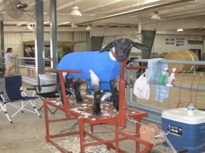 Un mouton qui attend de passer le concours du plus beau mouton