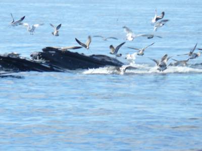 baleine à bosses se nourrissant